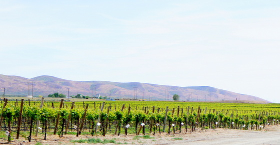 Babcock Ridge & Two-Gun vineyard.JPG